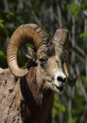 Mouflon apaisé dans son habitat naturel